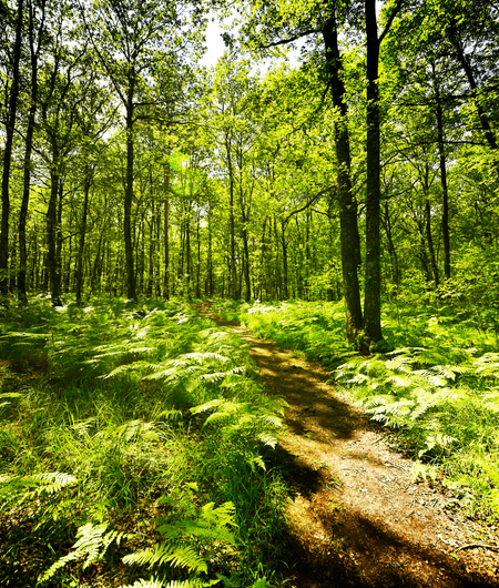 Forêt de Brocéliande