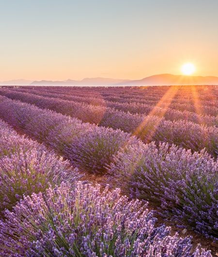 Champ de lavande au couché du soleil