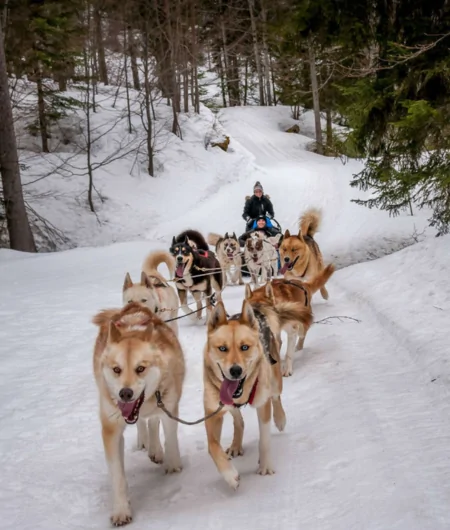 chiens de traineaux