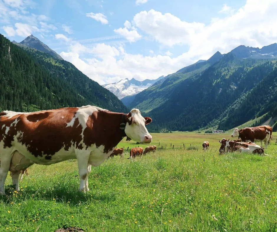 Alpes
