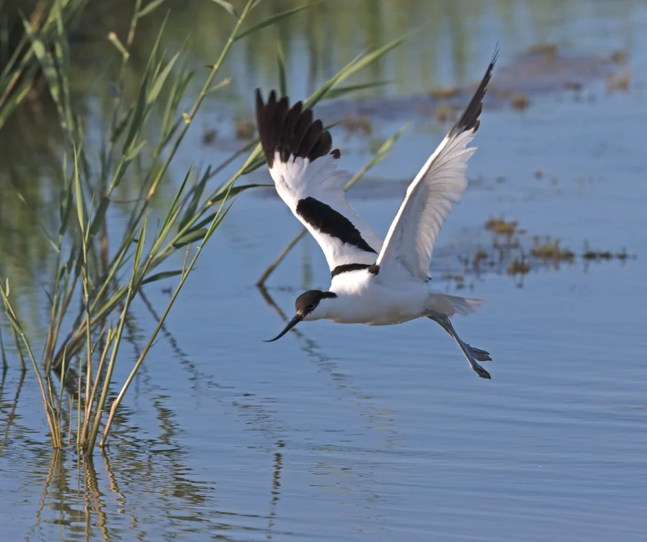 Avocette élégante
