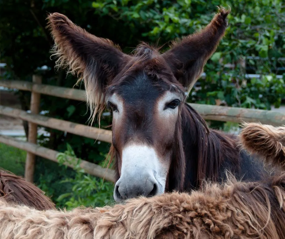 Photo d'un baudet du Poitou