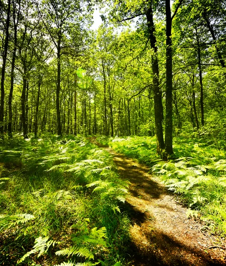 Forêt de Brocéliande