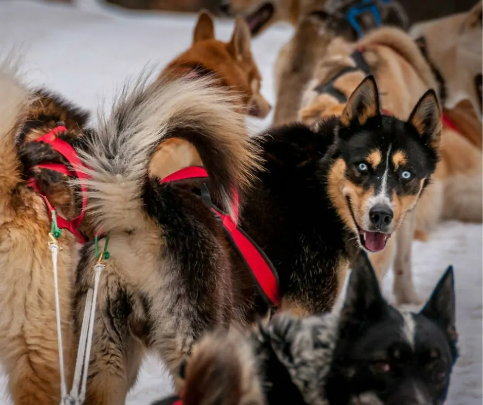 Chiens de traineaux