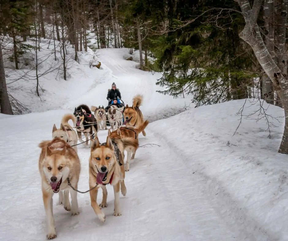 Chiens de traineaux en promenade