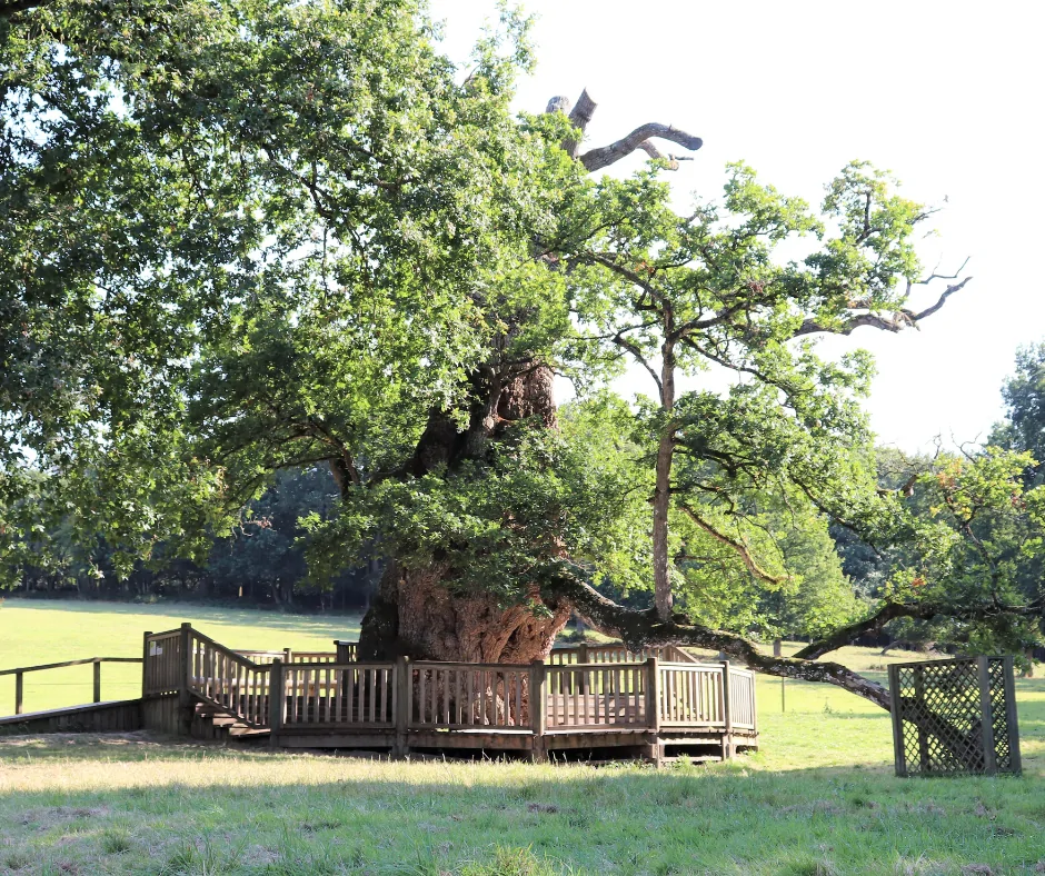 Forêt de Brocéliande