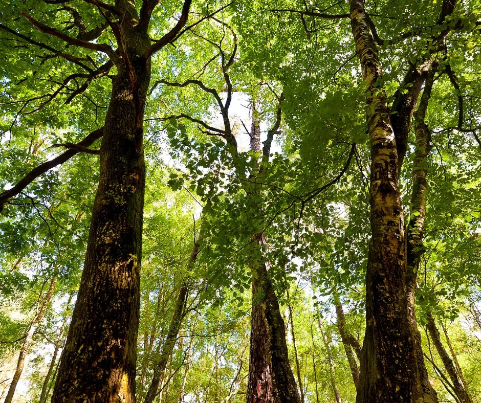Forêt de Brocéliande