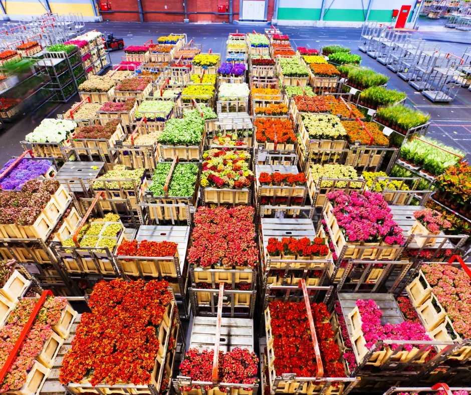 marché aux fleurs