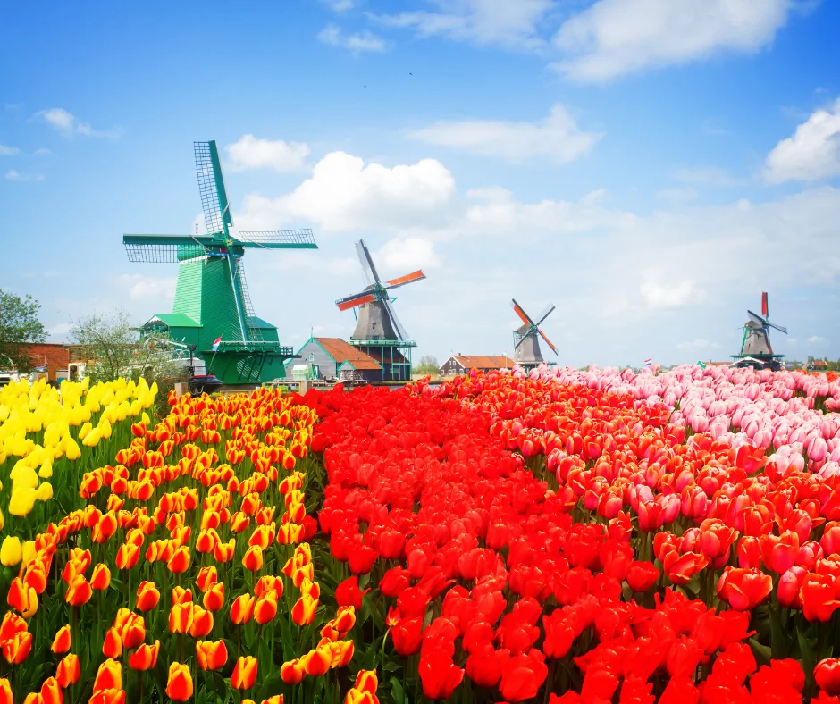 Moulins Zaanse Schans